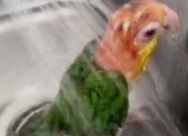 Piriquito