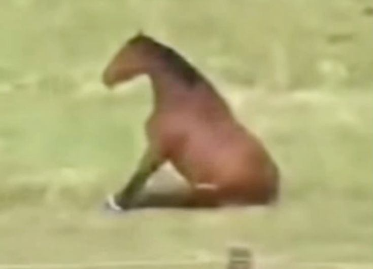 Vacalo